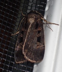 Pseudohermonassa tenuicula