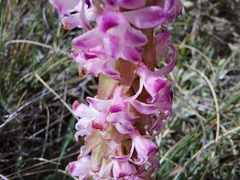 Satyrium neglectum neglectum