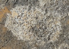 Bagliettoa calciseda