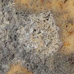 Bagliettoa calciseda