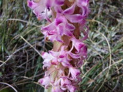 Satyrium neglectum neglectum