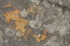 Bagliettoa calciseda