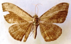 Hemeroblemma schausiana