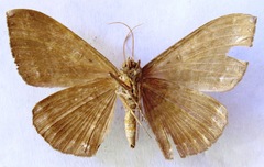 Hemeroblemma schausiana