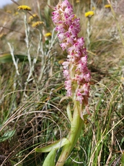 Satyrium neglectum neglectum