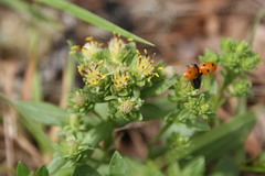 Sericocarpus rigidus