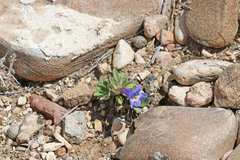 Penstemon dolius duchesnensis