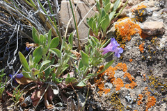 Penstemon dolius duchesnensis