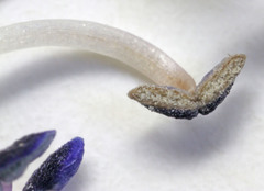 Penstemon dolius duchesnensis