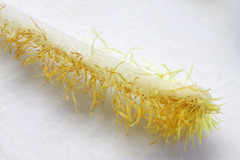 Penstemon dolius duchesnensis