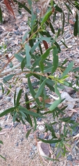 Melaleuca fluviatilis
