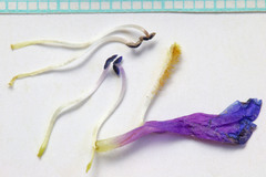 Penstemon dolius duchesnensis