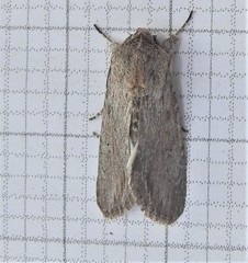 Spodoptera albula
