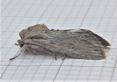 Spodoptera albula