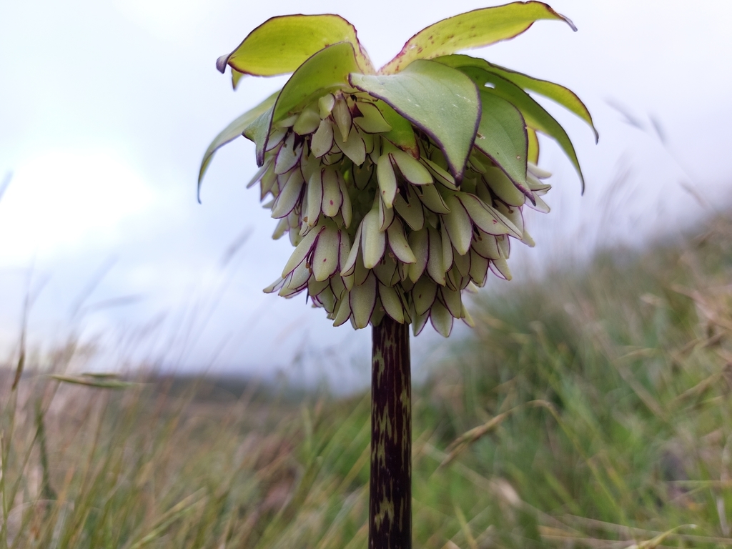 Eucomis bicolor, KwaZulu-Natal, ZA