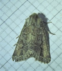 Hexorthodes serrata