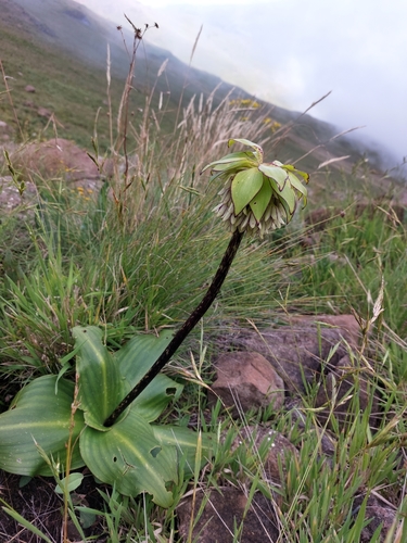 Eucomis bicolor