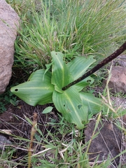 Eucomis bicolor