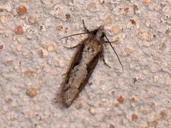 Epinotia celtisana