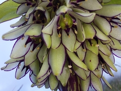 Eucomis bicolor