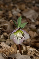 Helleborus purpurascens