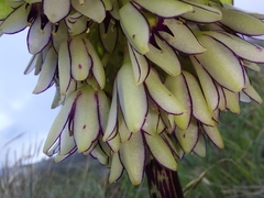 Eucomis bicolor