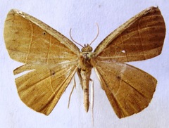 Cimicodes
