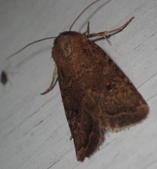 Protorthodes incincta