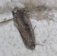 Athetis striolata