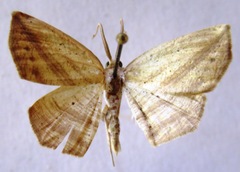 Eusarca flexilis