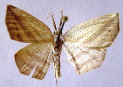 Eusarca flexilis