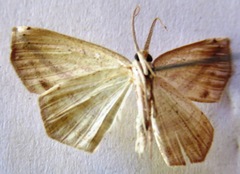 Eusarca flexilis