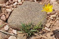 Thelesperma subnudum