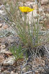 Thelesperma subnudum