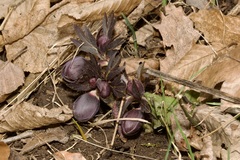 Helleborus purpurascens