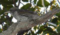 Margarops fuscatus bonairensis