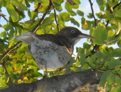 Margarops fuscatus bonairensis