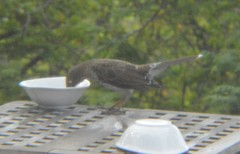 Margarops fuscatus bonairensis