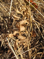 Sericocarpus rigidus