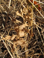 Sericocarpus rigidus