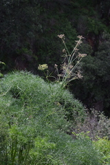 Arracacia tolucensis multifida