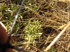 Sericocarpus rigidus