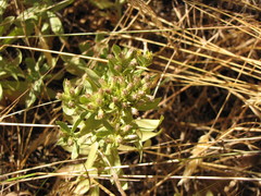 Sericocarpus rigidus