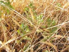 Sericocarpus rigidus