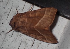 Hydraecia micacea