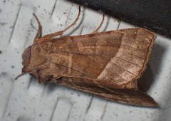 Hydraecia micacea