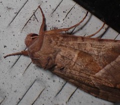 Hydraecia micacea