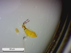 Entomobrya atrocincta