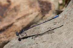 Argia hinei