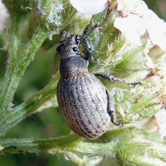 Attactagenus plumbeus